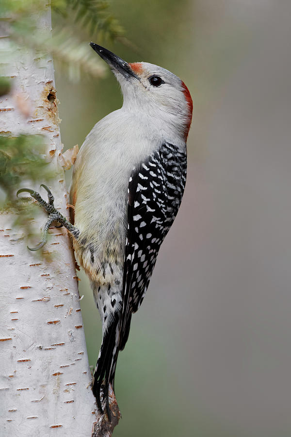 Adam Jones Photograph - Female Red-bellied Woodpecker by Adam Jones