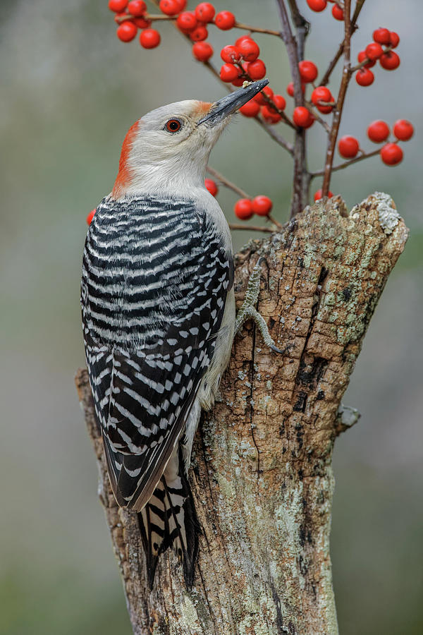 Adam Jones Photograph - Female Red-bellied Woodpecker And Red by Adam Jones