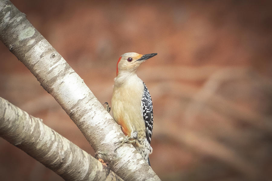Woodpecker Photograph - Female Red Bellied Woodpecker Looking Off In The Distance by Cavan Images