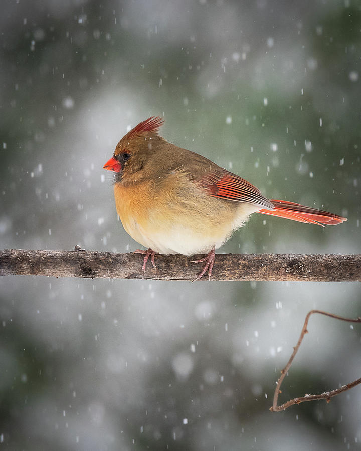 Female Red Cardinal Snowstorm by Mike Koenig Female Red Cardinal Snowstorm by Mike Koenig