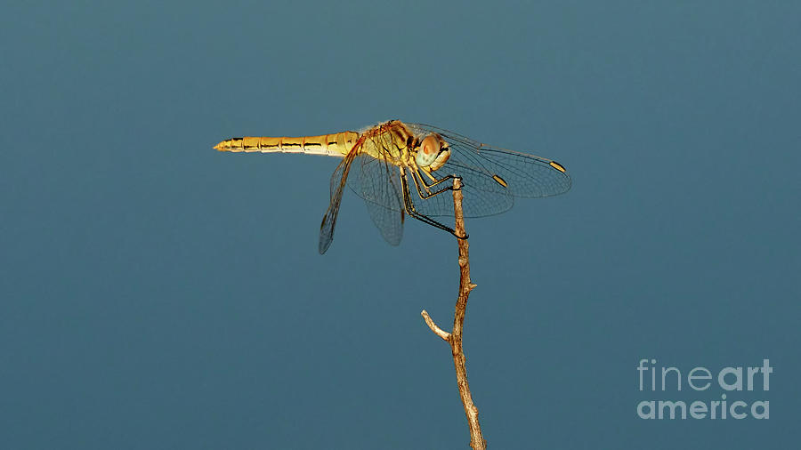Female Red-veined darter Dragonfly Photograph by Pablo Avanzini
