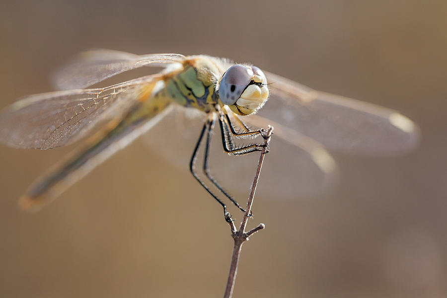 Female Red-veined Darter Photograph by Stavros Markopoulos