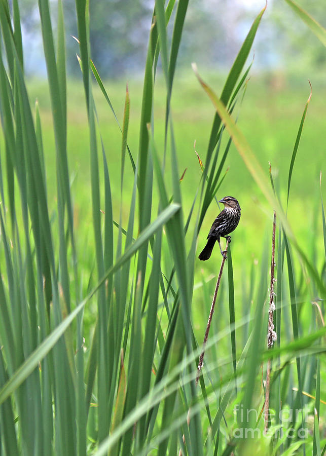 Female Red Wing Black Bird by Paula Guttilla Female Red Wing Black Bird by Paula Guttilla