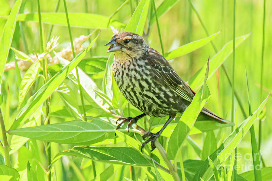 Female Red-Winged Blackbird by Michael D Miller Female Red-Winged Blackbird by Michael D Miller