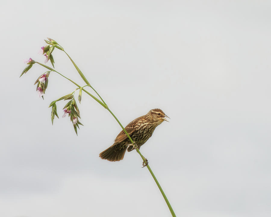 Female Red-Winged Blackbird Singing Photograph by Mitch Spence