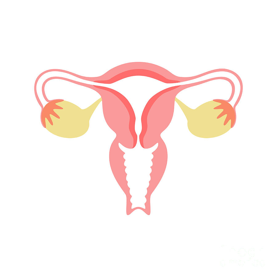 Female Reproductive Organs Photograph By Pikovit Science Photo Library Pixels Merch