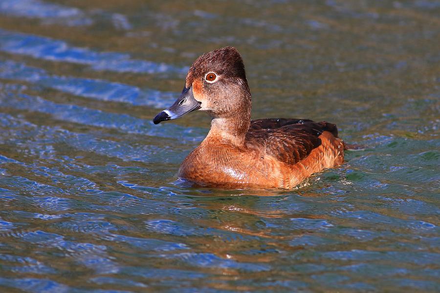 Female Ring-Neck Duck I Photograph by Carol Montoya