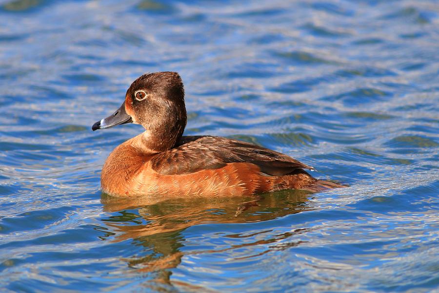 Female Ring-Neck Duck II Photograph by Carol Montoya