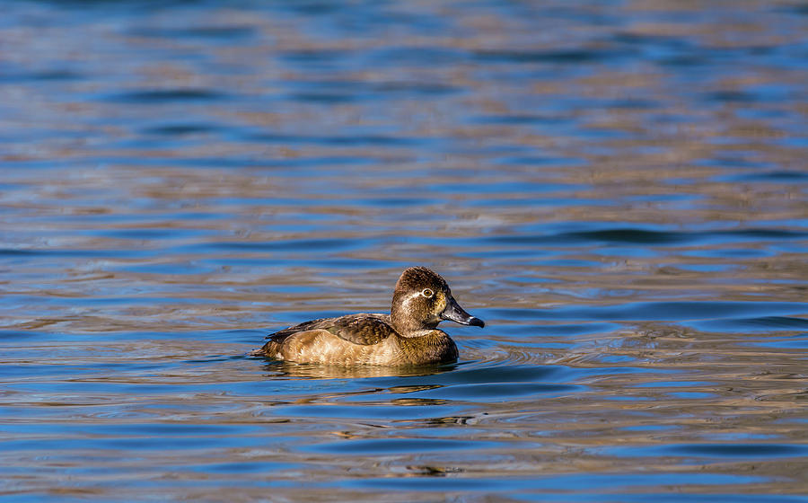 Female Ring-necked Duck Photograph