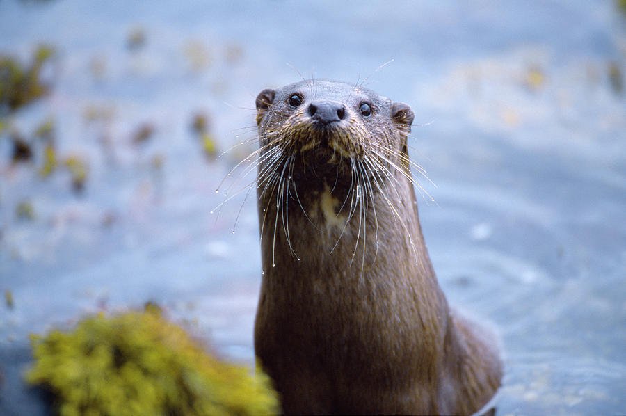 Female River Otter On Sea Loch, Wester Ross, Scotland Photograph by
