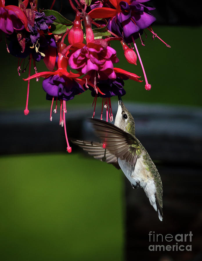 Female Ruby Throated Hummingbird Photograph by Douglas Stucky