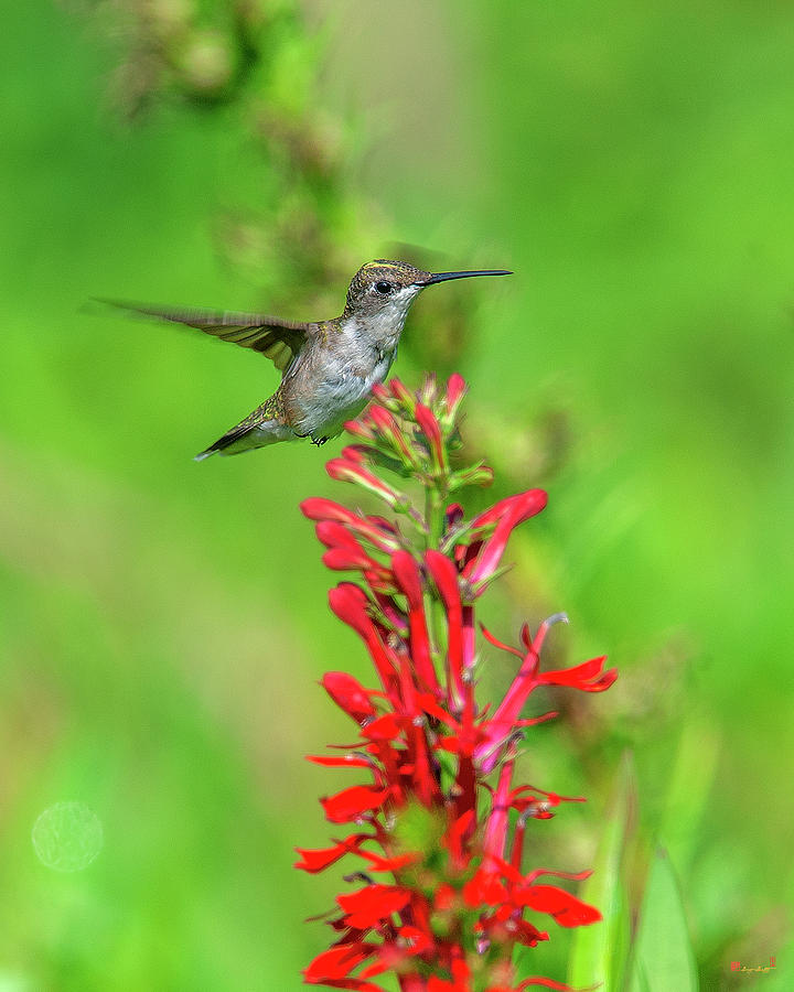 Female Ruby-throated Hummingbird DSB0316 Photograph by Gerry Gantt