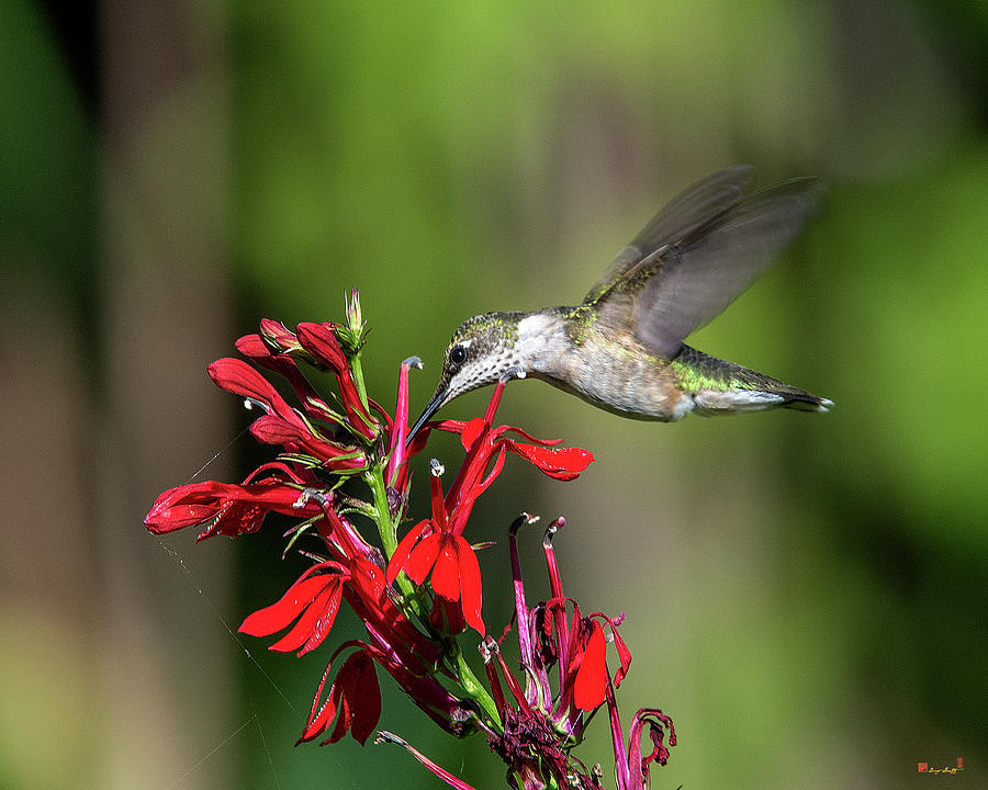 Female Ruby-throated Hummingbird DSB0319 Photograph by Gerry Gantt