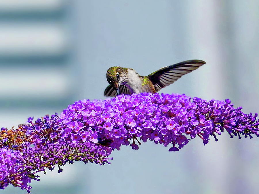 Female Ruby-throated Hummingbird Photograph by Lyuba Filatova