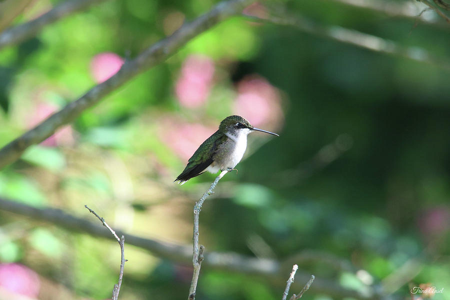 Female Ruby Throated Hummingbird Photograph by Trina Ansel