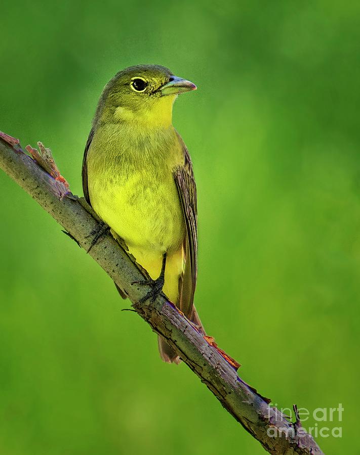 Female Scarlet Tanager Photograph by Emma England