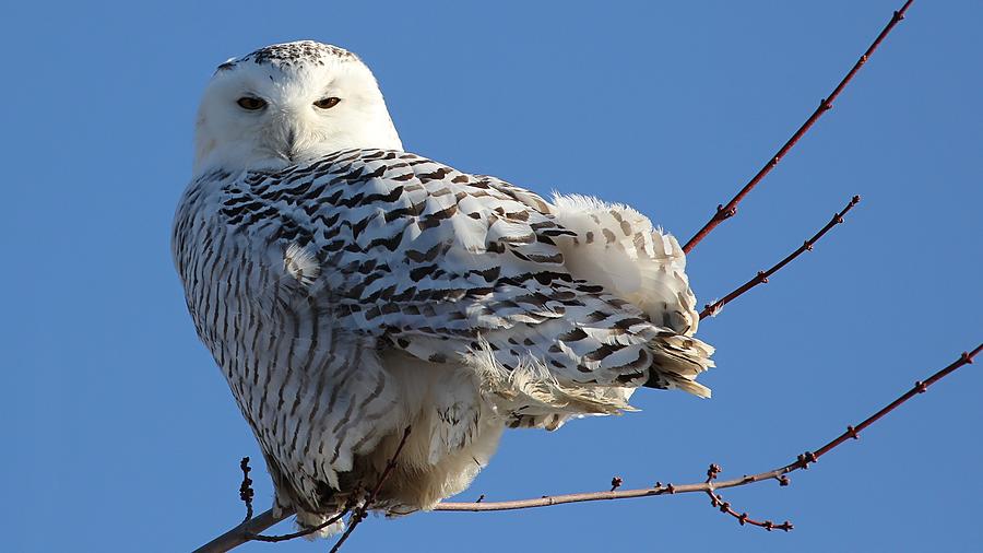 Female Snowy Owl Photograph
