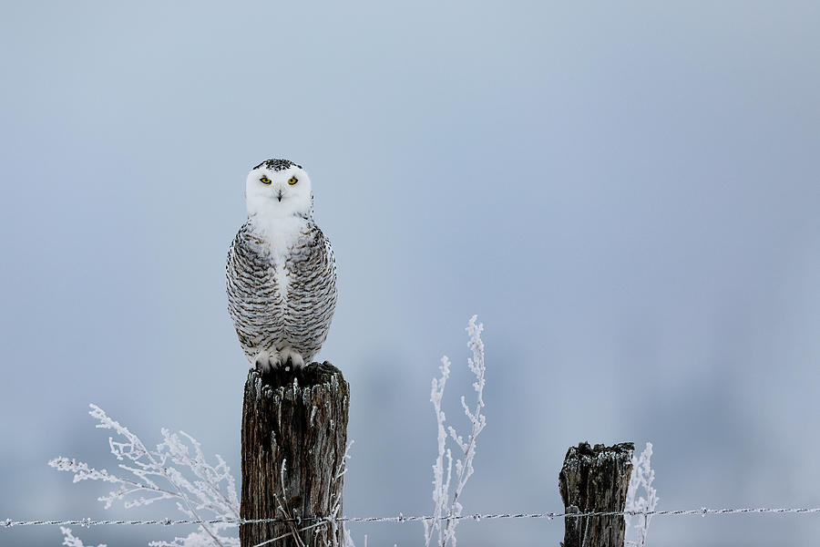 Female Snowy Owl Portrait Photograph by Mark Harrington
