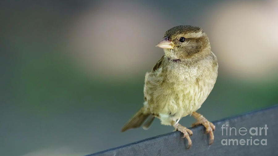 Female Spanish Sparrow Cadiz Spain Photograph by Pablo Avanzini