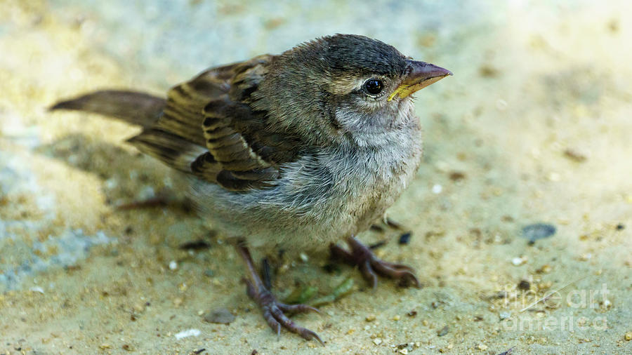 Female Spanish Sparrow Passer Hispaniolensis Photograph by Pablo Avanzini