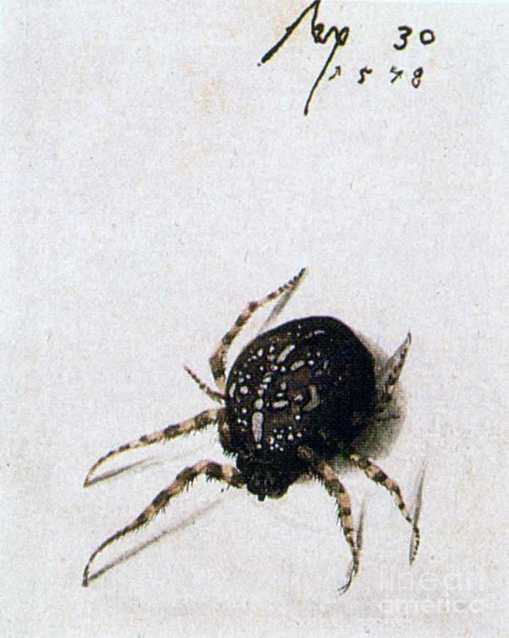 Female Spider, 1578. Artist Joris Drawing by Print Collector