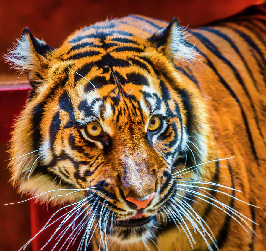 Female Sumatran Tiger Photograph by Garry Gay