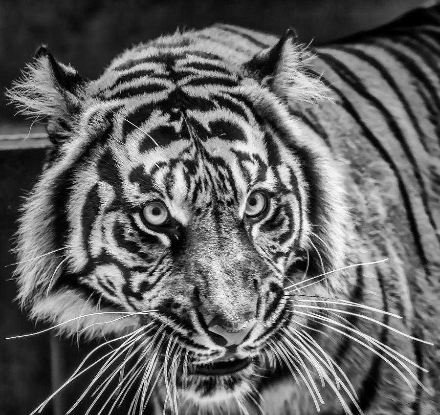 Female Sumatran Tiger In Black And White Photograph by Garry Gay
