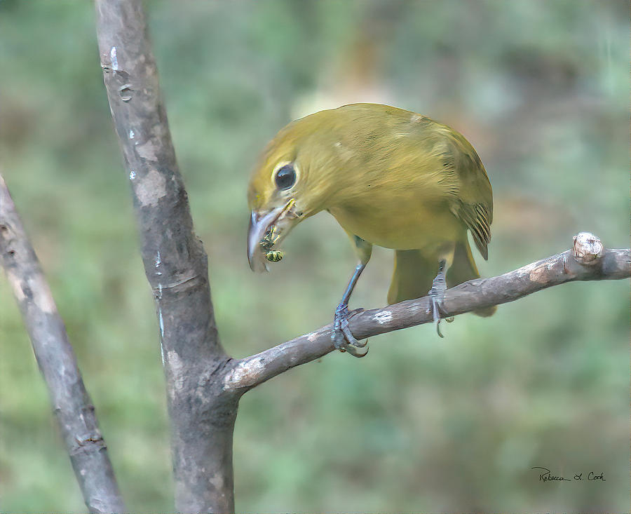 Female Summer Tanager With Yellow Jacket by Bellesouth Studio Female Summer Tanager With Yellow Jacket by Bellesouth Studio