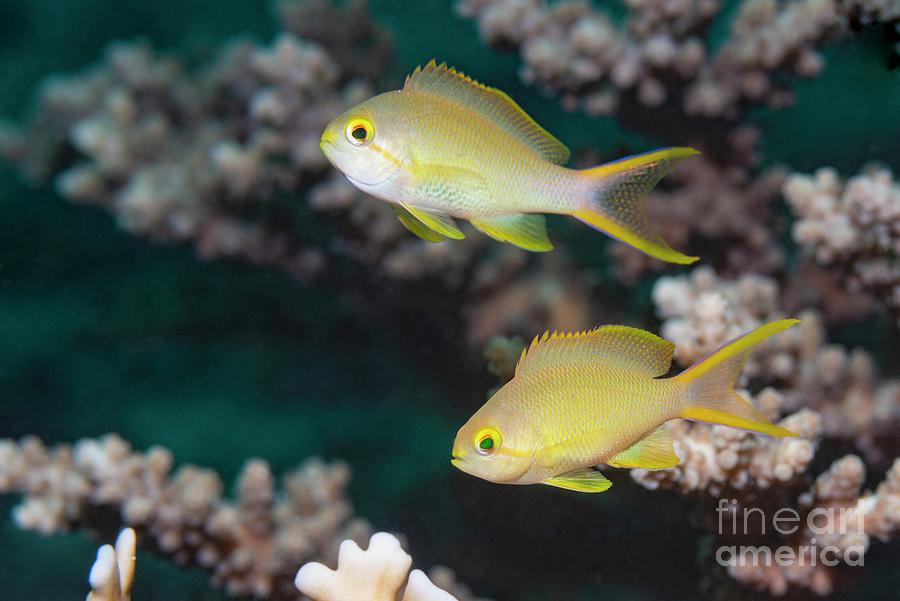 Female Threadfin Anthias Photograph by Douwma/science Photo Library Fine Art America