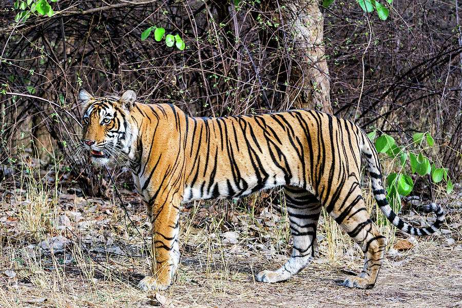Female Tiger Cub Photograph by Copyright@jgovindaraj