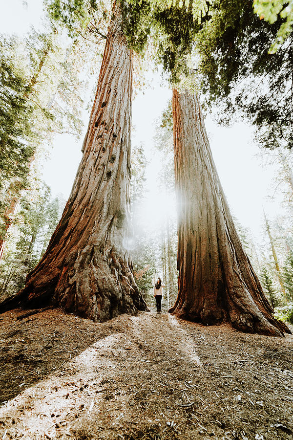 Sequoia National Park Photograph - Female Tourist In California Looking At Giant Sequoia Trees by Cavan Images