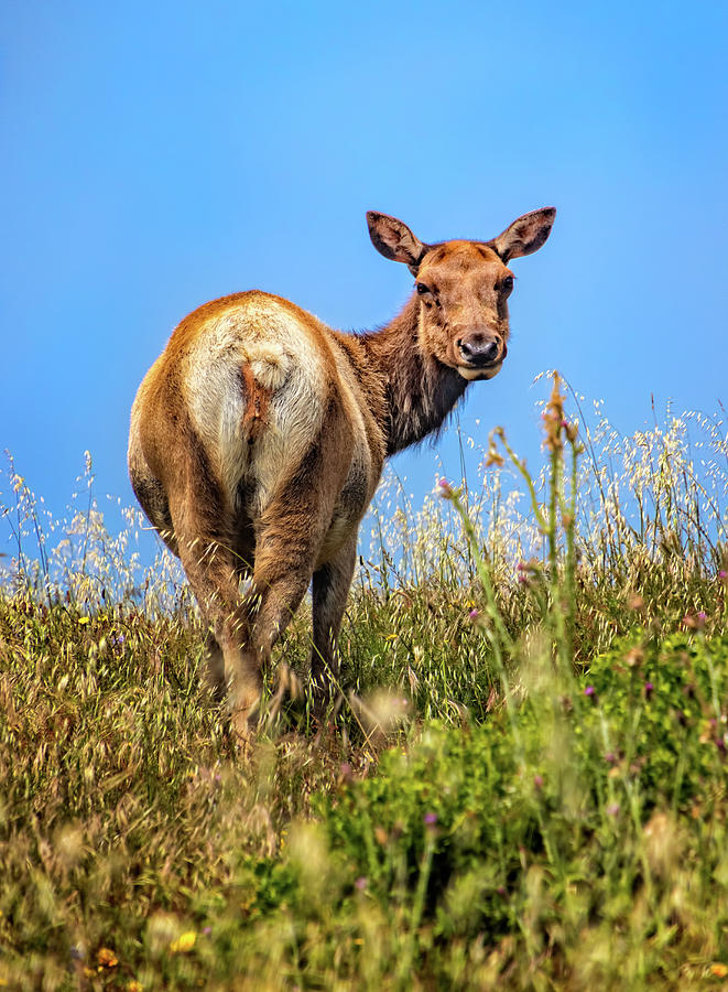 Animal Photograph - Female Tule Elk along the Tomales Point Trail by Carolyn Derstine