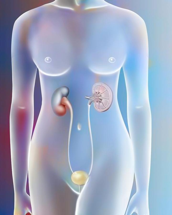 Female Urinary System Drawing Photograph by Bsip