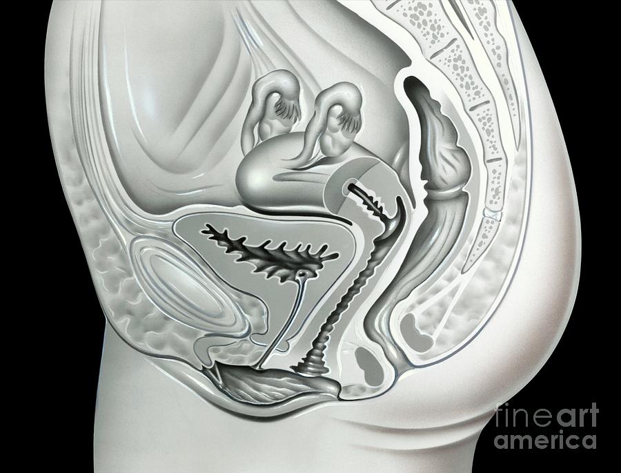 Female Urogenital Region By John Bavosi Science Photo Library