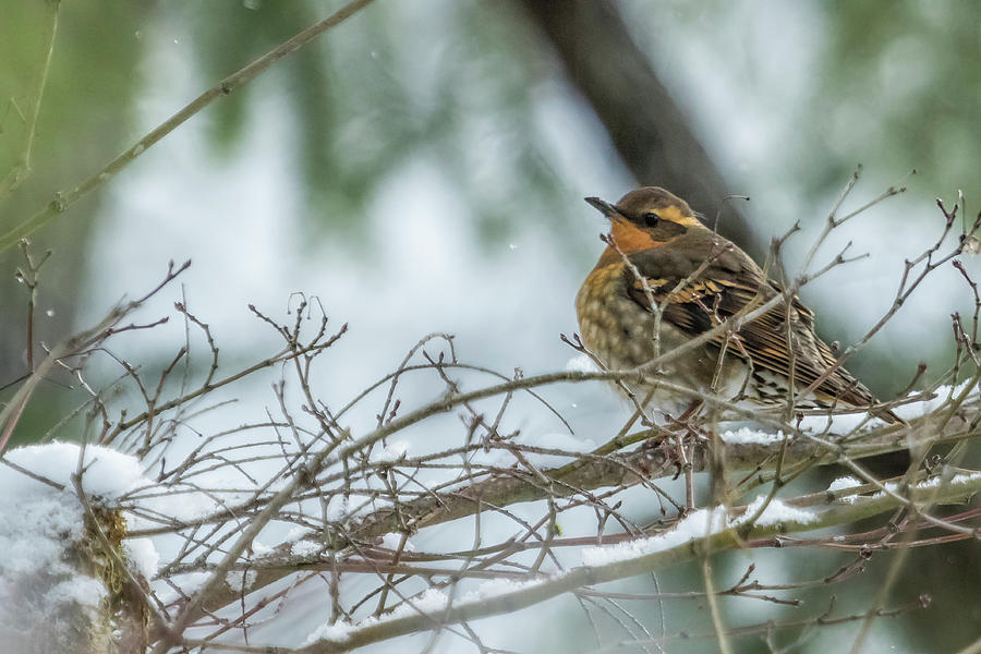 Female Varied Thrush, No. 1 by Belinda Greb Female Varied Thrush, No. 1 by Belinda Greb