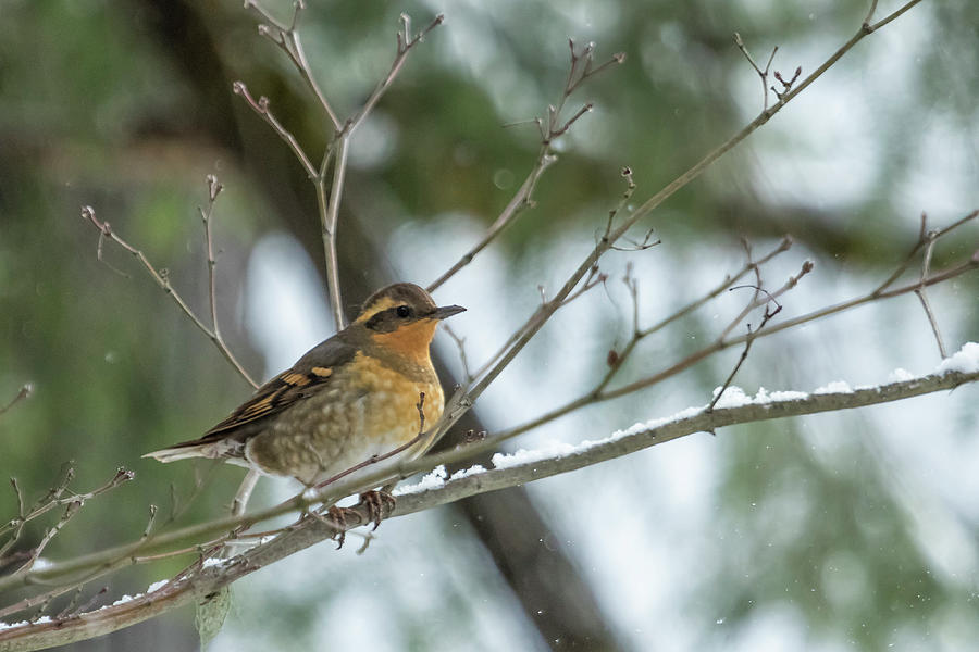 Female Varied Thrush, No. 2 by Belinda Greb Female Varied Thrush, No. 2 by Belinda Greb