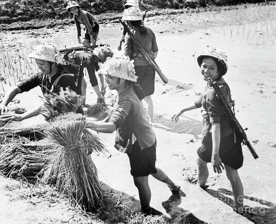 Female Vietnamese Soldiers Planting Rice Photograph by Bettmann