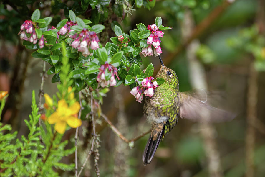 Female Viridian Metaltail Murillo Tolima Colombia Photograph by Adam Rainoff