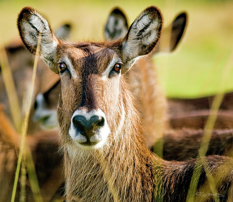 Female Waterbuck Antelope Photograph by Dan Barba - Fine Art America