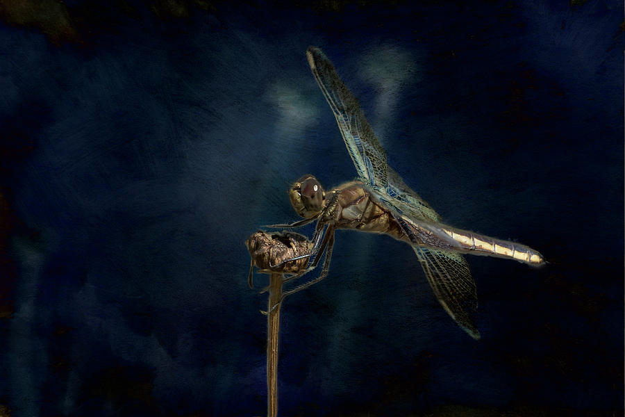 Female Widow Skimmer at Delta Pond, No. 1 Painterly by Belinda Greb Female Widow Skimmer at Delta Pond, No. 1 Painterly by Belinda Greb