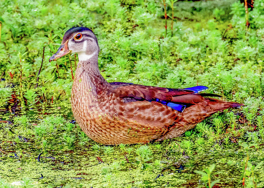 Female Wood Duck Photograph by Marcy Wielfaert