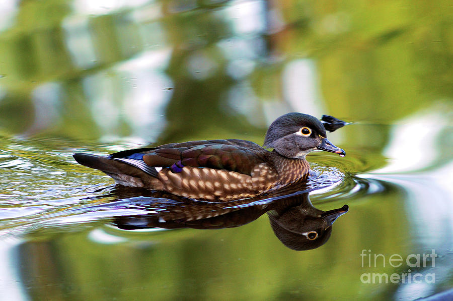 Female Wood Duck Nice Reflections Photograph by Terry Elniski