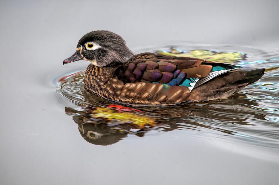 Female Wood Duck Photograph by Wade Aiken