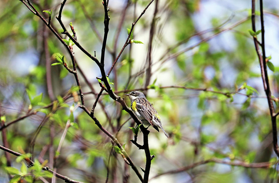 Female Yellow Rumped Warbler Photograph