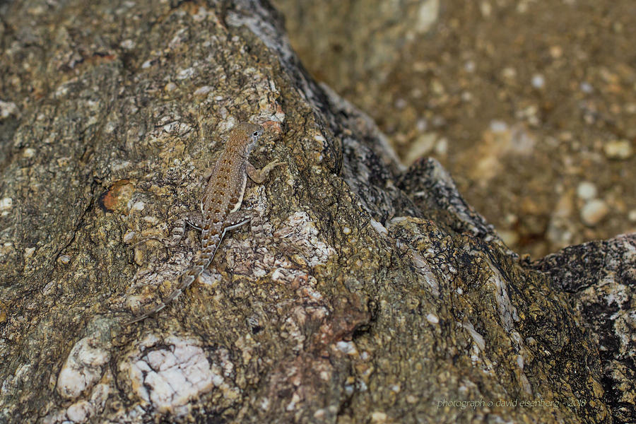 Female Zebra Tailed Lizard Photograph by David Eisenberg - Pixels