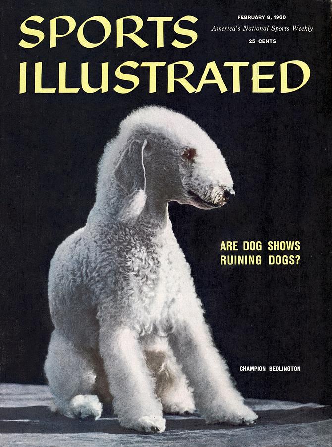 Femars Cable Car, Champion Bedlington Terrier Sports Illustrated Cover Photograph by Sports Illustrated