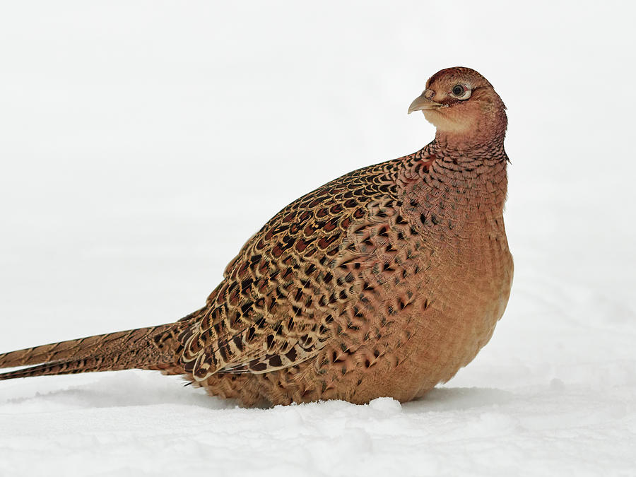 Feminine pose. Common pheasant Photograph by Jouko Lehto