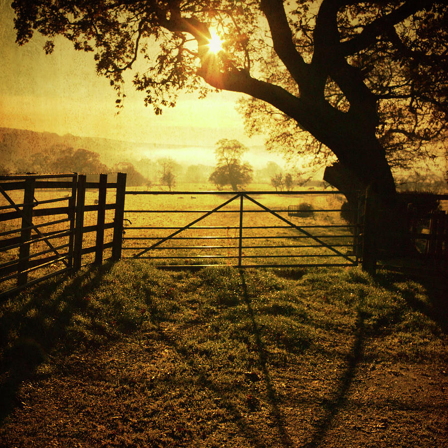 Fence At Sunset by Steve Fleming