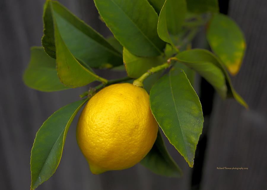 Fence Lemon Photograph by Richard Thomas