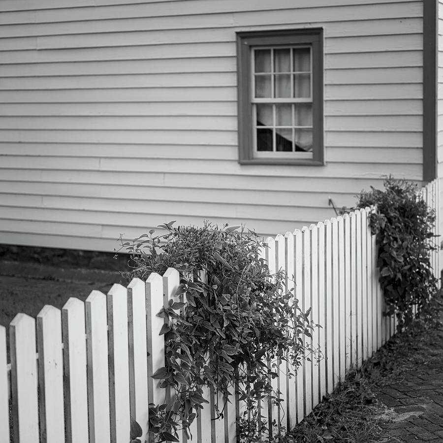 Fence Overgrown by Patrick M Lynch Fence Overgrown by Patrick M Lynch
